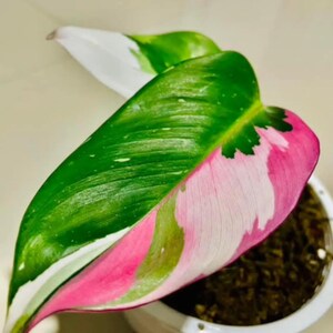 White Princess Driekleurig bonte zeldzame Philodendron Binnen Tuinieren Gewortelde knoopstekken