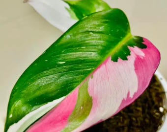 Esquejes de nodo enraizado de filodendro abigarrado tricolor de princesa blanca, raro para jardinería en interiores y exteriores