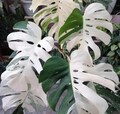 Monstera Borsigiana Albo Variegated  One Leaf Rooted Node Cutting product logo