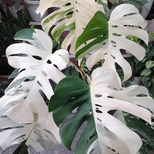 Monstera Borsigiana Albo, bouture panachée de nœuds enracinés à une feuille