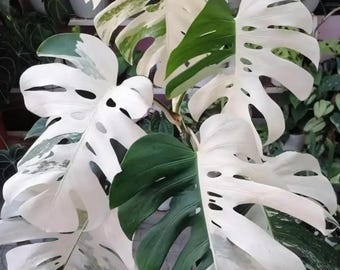 Esqueje de nodo enraizado de una hoja abigarrada de Monstera Borsigiana Albo
