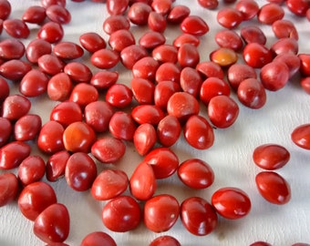 150 Seed Rare Red Lucky Seeds, Acacia Coral Seeds, Red Lucky Tree Seeds, Adenanthera Pavonina, Natural Jewelllery Bead, Red Bead Wood Saga