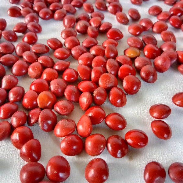 150 Seed Rare Red Lucky Seeds, Acacia Coral Seeds, Red Lucky Tree Seeds, Adenanthera Pavonina, Natural Jewelllery Bead, Red Bead Wood Saga