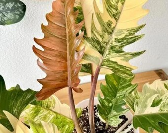 Filodendro Caramelo de Mármol, Plantación Variegada Rara, Esqueje de Nudo con Enraizamiento de Hoja Única, Jardinería Interior y Exterior