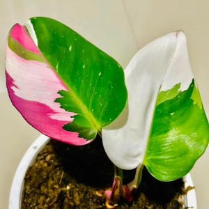 Pink Princess Tricolor Variegated Rare Philodendron Indoor Outdoor Gardening Rooted Node Cuttings