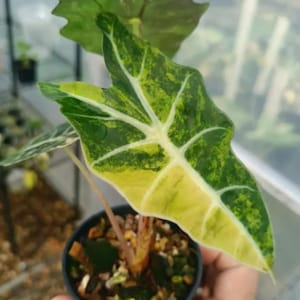 Alocasia Amazonica Aurea variegata Variegated Planting Corms in indoor and Outdoor