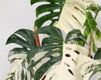Más de 40 esquejes de Monstera Half Moon Borsigiana Albo abigarrados de una hoja con raíces
