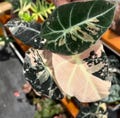 Alocasia Black Velvet Pink Bulbs Variegated Rare Planting Corms For Indoor Outdoor Gardening 10+ product logo