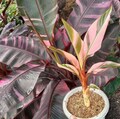 Musa Nona Pink Banana Variegated Ae Ae Hawai Banana rare Planting Rhizomes product logo
