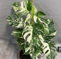 20+ Monstera Borsigiana Albo Variegated  One Leaf Rooted Node Cutting product logo