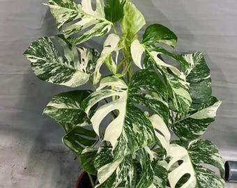 Más de 20 esquejes de una hoja con raíz de Monstera Borsigiana Albo abigarrada