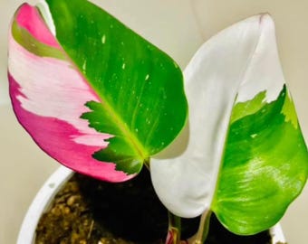 Esquejes de nodo enraizado de filodendro abigarrado tricolor de princesa blanca, raro para jardinería en interiores y exteriores