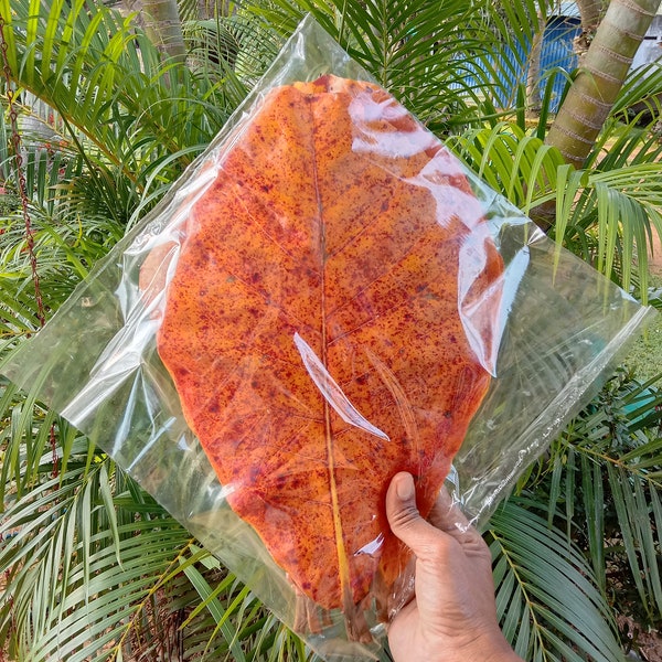 100 + Natural Indian Almond Leaves Catappa for Betta, Betta Breeding, Shrimps and Reptiles Habitats, No Pesticides