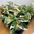 20+ Monstera Adansonii Albo Variegated Japanese Tricolor Live Plant Rooted Cuttings product logo