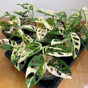 20+ Monstera Adansonii Albo Variegated Japanese Tricolor Live Plant Rooted Cuttings