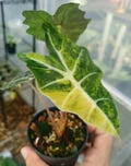 20+ Alocasia Amazonica Aurea variegata Variegated Planting Corms in indoor and Outdoor product logo