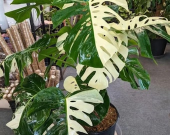 Planta Monstera Albo rara con nudo enraizado de media luna, nudo abigarrado y planta, esquejes abigarrados