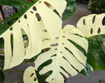 Esqueje de una hoja con raíz y nudo de Monstera Half Moon Borsigiana Albo abigarrada