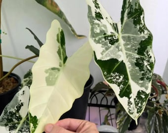 Alocasia Frydek ALBO Variegated, Plantación de bulbos raros Jardinería interior y exterior