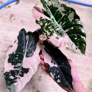 Alocasia black velvet pink variegated - Etsy 日本