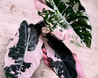 Bulbos rosados de Alocasia de terciopelo negro, abigarrados y raros, ideales para jardinería interior y exterior.