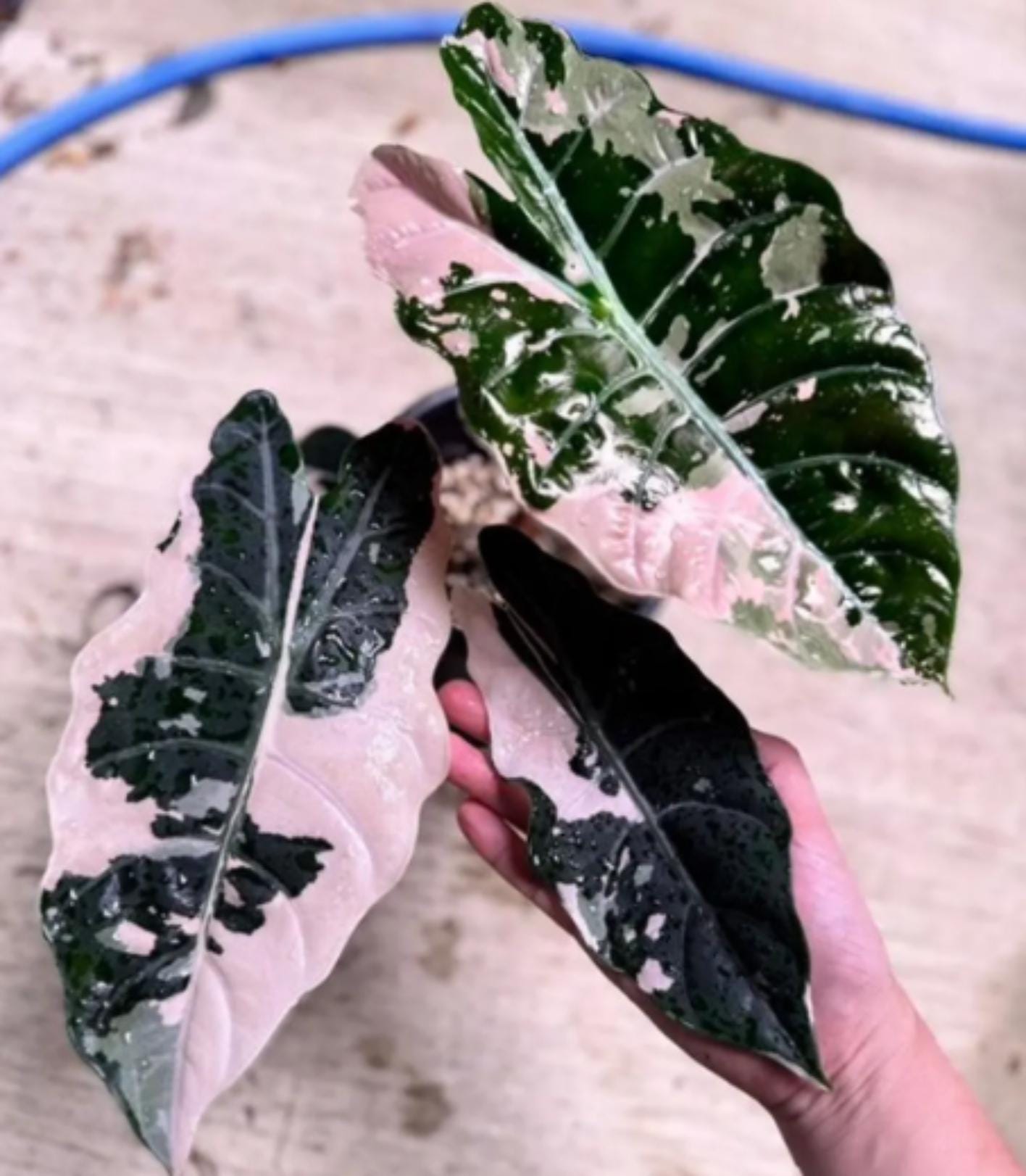 Alocasia - Etsy 日本