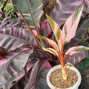 Musa Nona Pink Banana Variegated Ae Ae Hawai Banana rare Planting Rhizomes