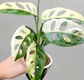 Adansonii Monstera Albo Variegated Japanese Tricolor Live Plant Rooted Cuttings 20+ Leaves product logo