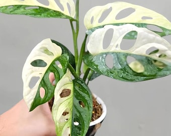 Adansonii Monstera Albo Variegated Japanese Tricolor Planta viva Esquejes enraizados 20+ Hojas