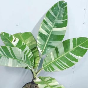 ハワイフロリダバナナ斑入りアエアエムサバナナ珍しい根茎植え