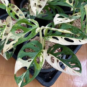 20+ Monstera Adansonii Albo Variegated Japanese Tricolor Live Plant Rooted Cuttings