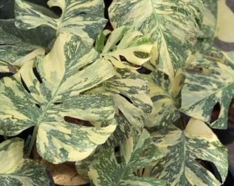 Monstera Thai Constellation Creme Brulee Variegated Plantación de interior y exterior rara Colección de esquejes de nodo enraizados de una hoja Fitosanitario gratuito