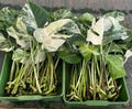 50+ Monstera Borsigiana Albo Variegated  One Leaf Rooted Node Cutting product logo
