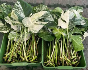 Más de 50 esquejes de una hoja con raíz de Monstera Borsigiana Albo abigarrada