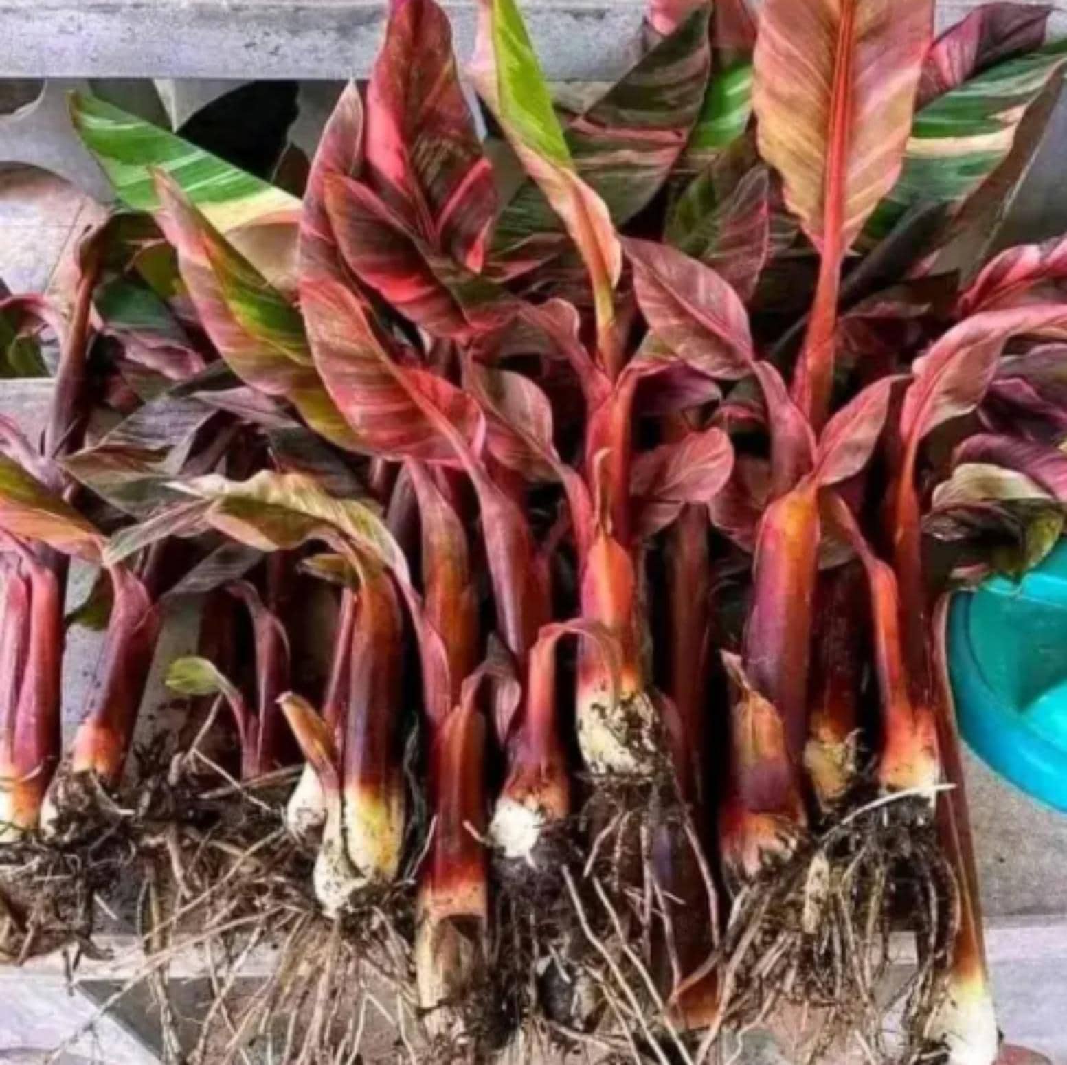 Musa nono pink variegated banana - Etsy 日本