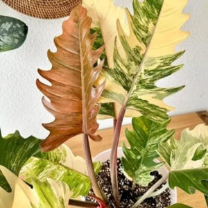 Karamell-Marmor Philidendron Seltene Variegierte Pflanzung Einblatt verwurzelter Knoten Schneiden Indoor Outdoor Gartenarbeit