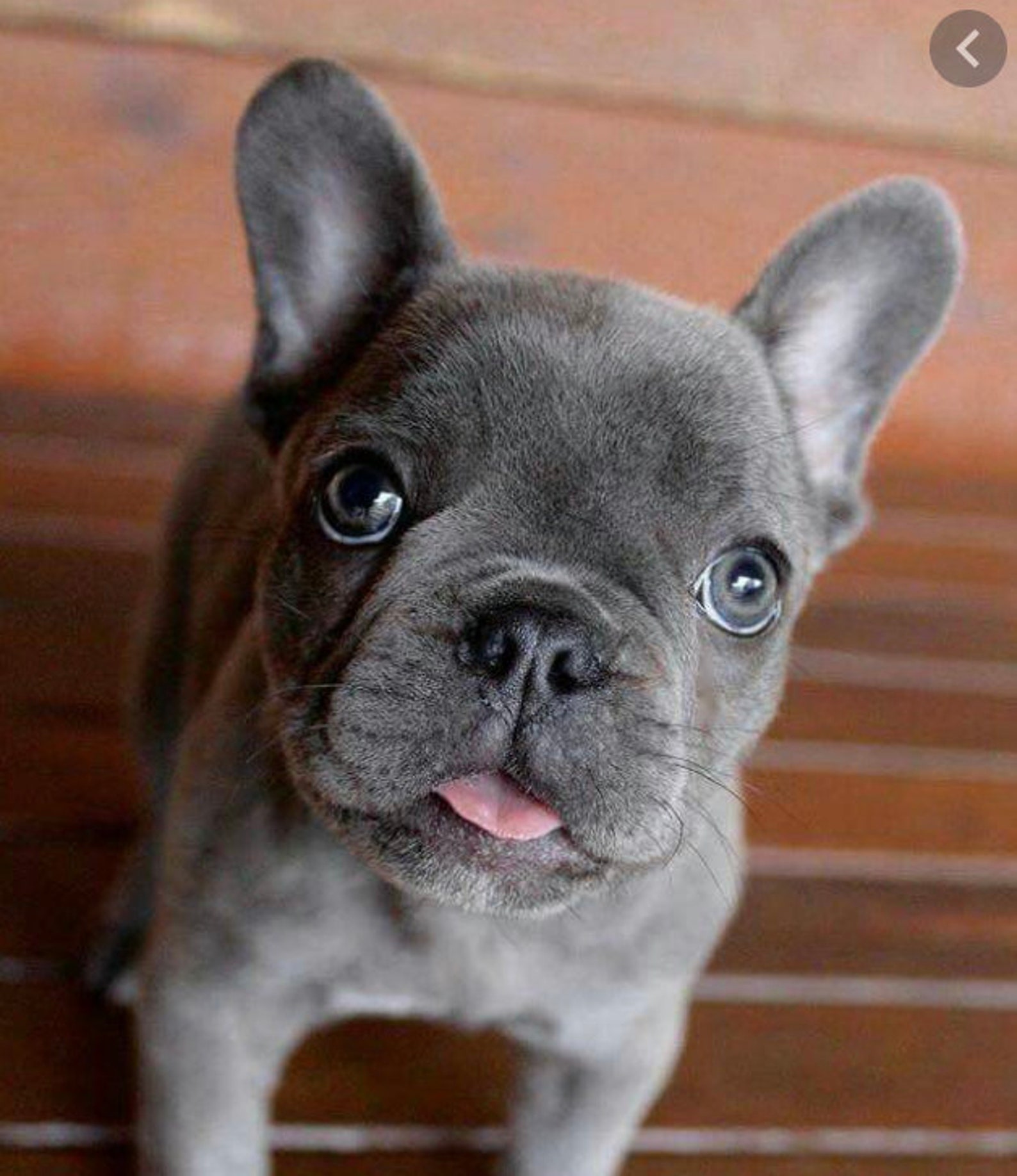 Французский бульдог голубой чистокровный. Голубо подпалый французский бульдог. Французский бульдог альбинос. Блю тан французский бульдог. Голубо подпалый французский бульдог.