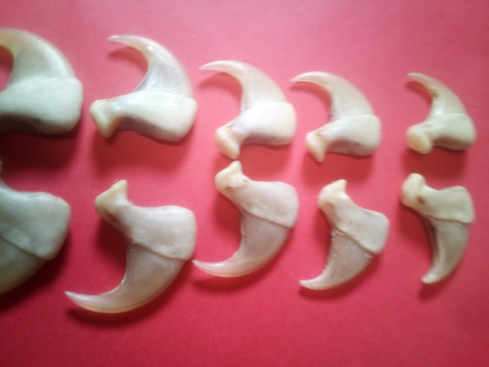 Group of Large Mountain Lion Claws Etsy