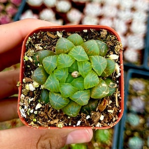 Haworthia Cooperi- 2 Inch