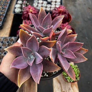 May include: A close-up of a succulent plant with purple and green leaves. The plant is in a small black pot and is being held by a hand.