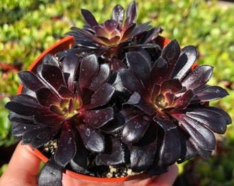 Aeonium Black Rose- 4 Inch