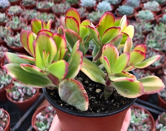 Crassula Ovata Jade 'Variegated'- 4 Inch