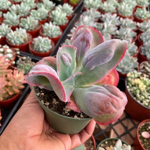 Echeveria Etna- 4 Inch