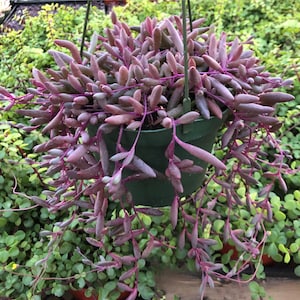 May include: A hanging plant with long, trailing purple stems and small, fleshy leaves. The plant is in a green pot and is surrounded by other plants.