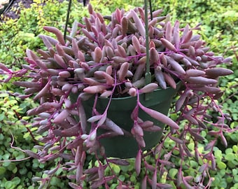 May include: A hanging plant with long, trailing purple stems and small, fleshy leaves. The plant is in a green pot and is surrounded by other plants.