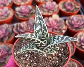 Aloe Variegata (Tiger Aloe)