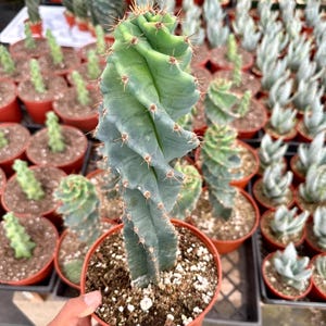 Spiral Cactus // Cereus Forbesii// Live  Plant