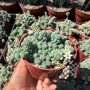 Sedum Dasyphyllum Major