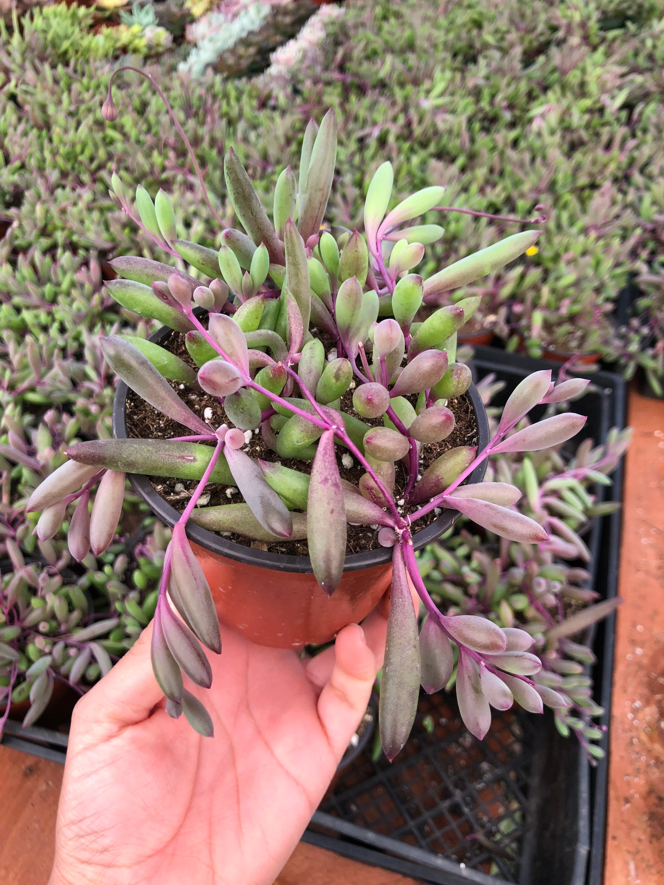 置物 Ruby Ruby Amulet Necklace, the Stone Necklace, You Can Unlock Any