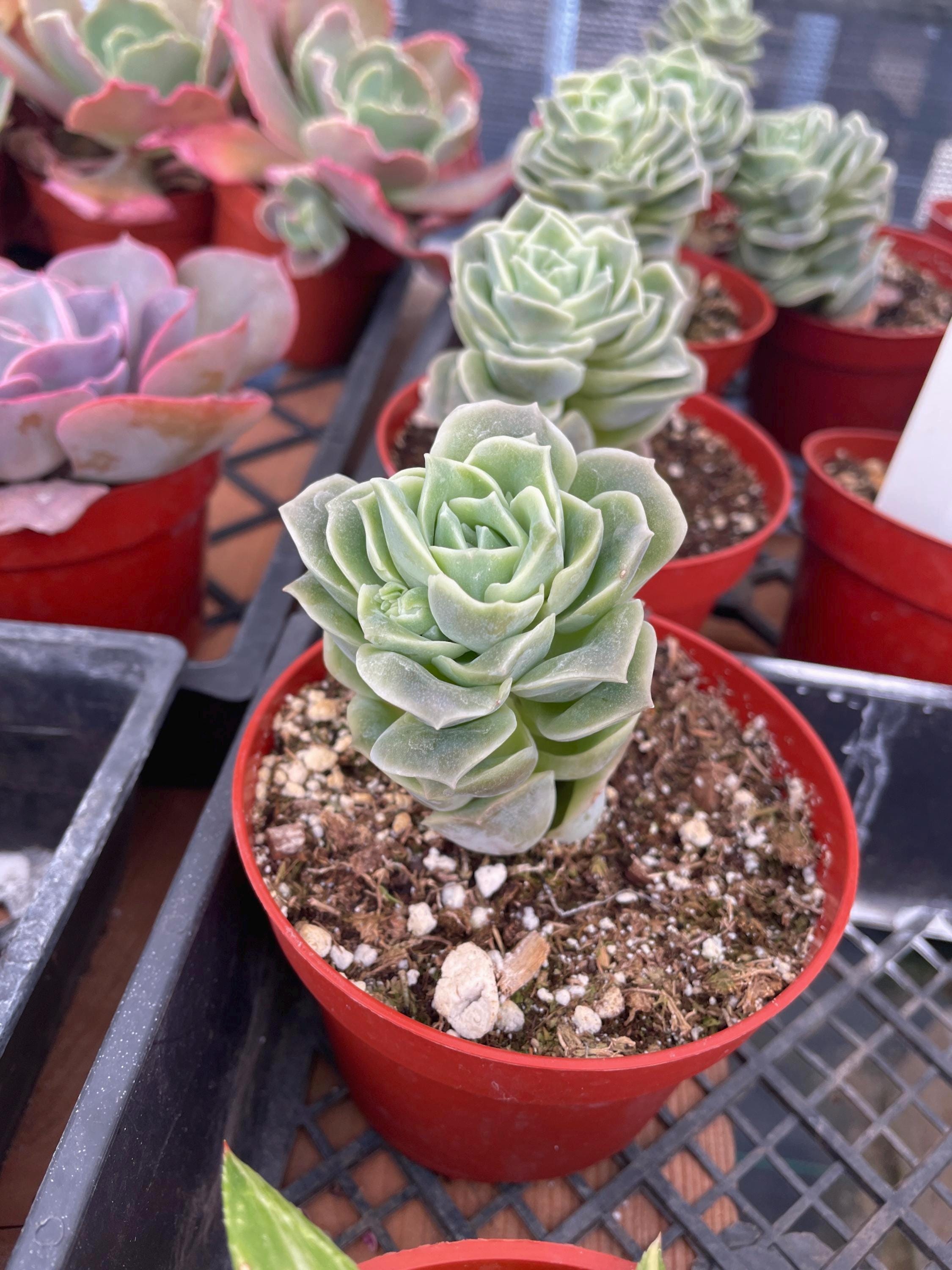 TheSucculentsFarm - Etsy